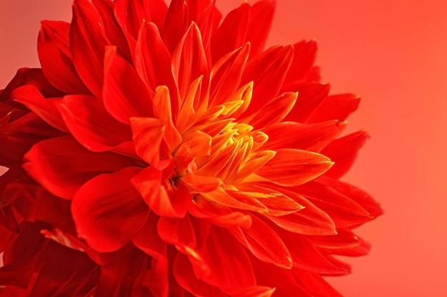 Gros plan de belle fleur de dahlia rouge