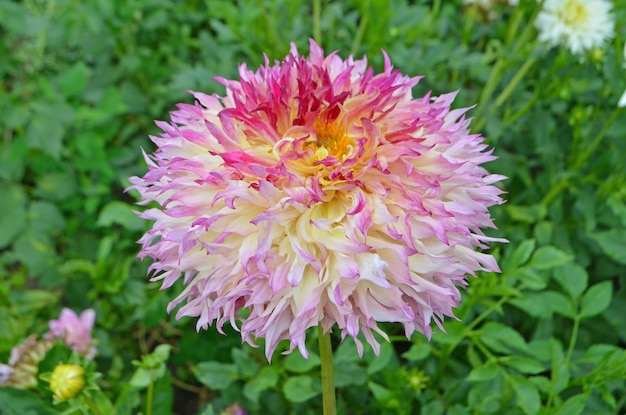Photo gros plan d'une belle fleur de dahlia