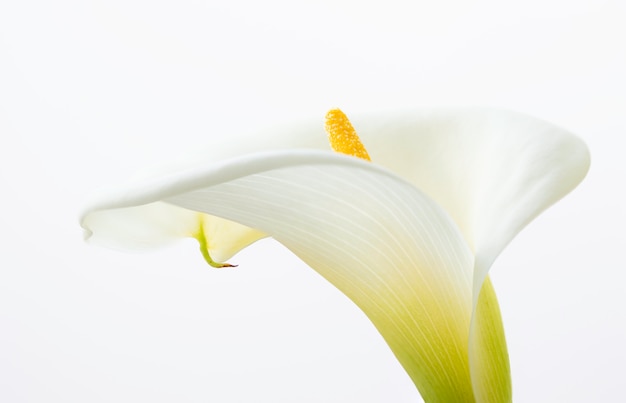 Gros plan d&#39;une belle fleur de lis calla isolée sur fond blanc