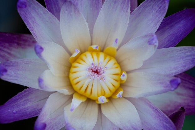 Gros plan belle fleur de lotus dans l'étang, goutte d'eau sur lotus