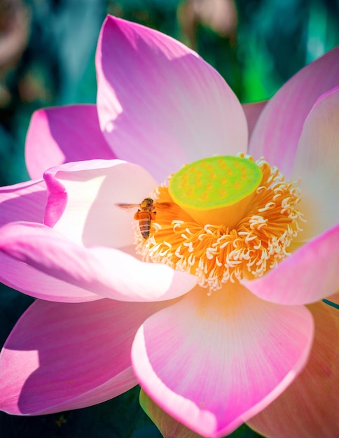 Gros plan belle fleur de lotus indienne dans l'étangPink grand fond de fleur de lotus