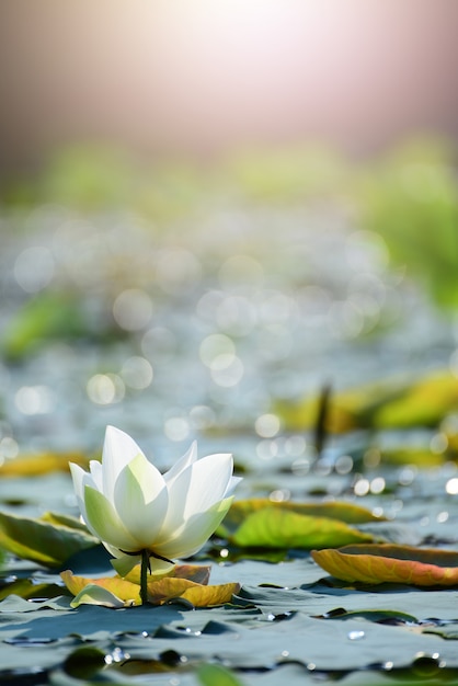 Gros plan Belle fleur de lotus rose dans un étang.