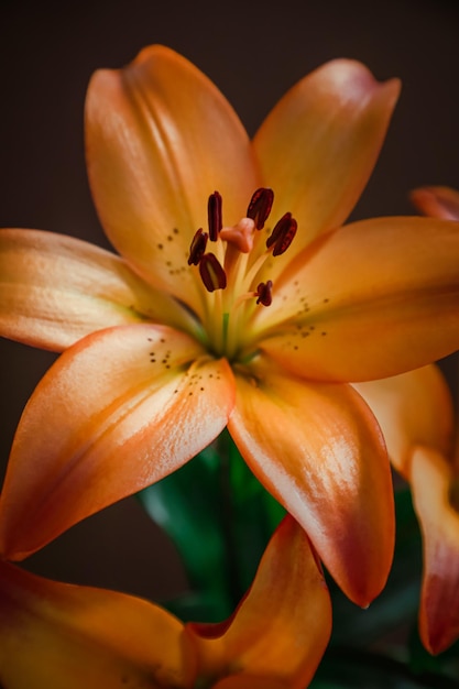Gros plan de la belle fleur de lys orange fleurie
