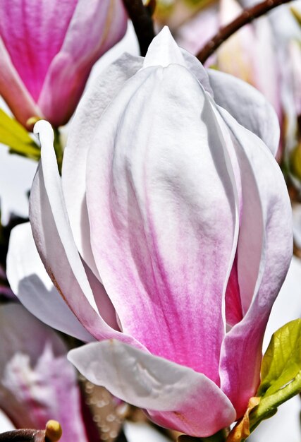 Photo gros plan d'une belle fleur de magnolia alexandrina