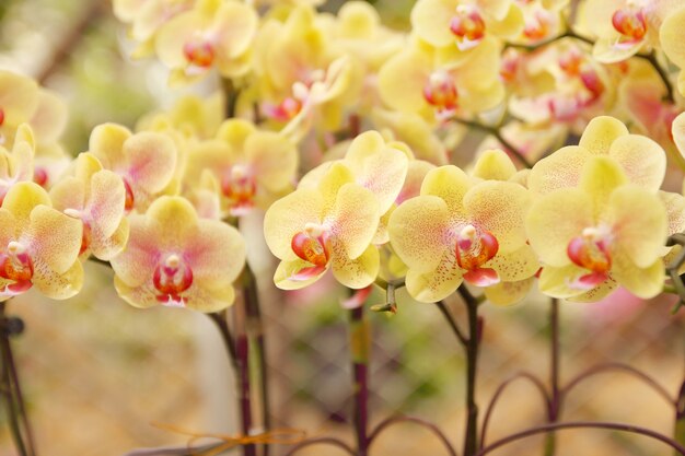 Gros plan d&#39;une belle fleur d&#39;orchidée en fleurs dans le jardin.