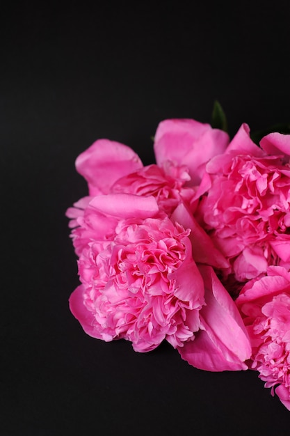 Gros plan de la belle fleur de Peonie rose sur fond noir