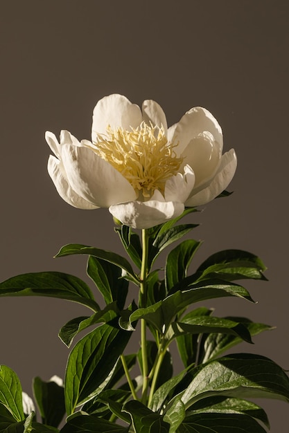 Gros plan d'une belle fleur de pivoine pêche dans l'ombre du soleil