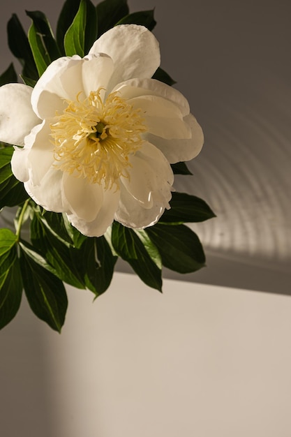 Gros plan d'une belle fleur de pivoine pêche dans l'ombre du soleil