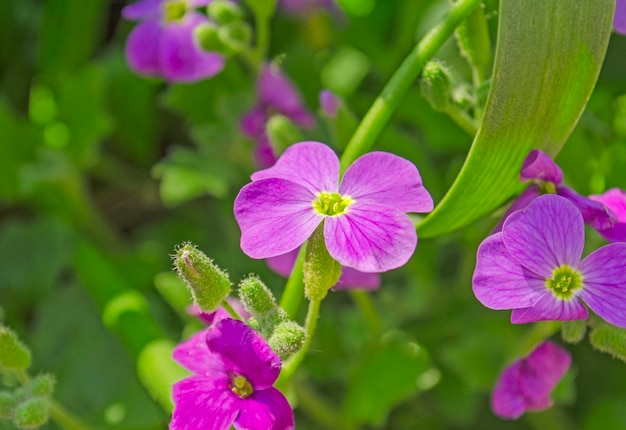 Photo gros plan de la belle fleur pourpre aubrieta