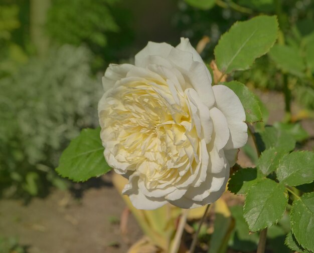 Gros plan de belle fleur rose blanche Belle rose blanche dans le jardin