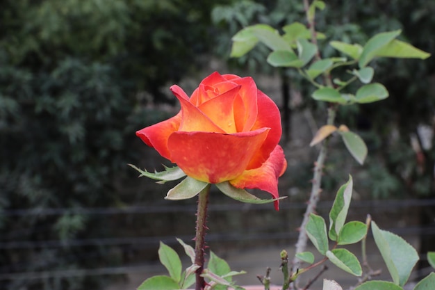 Gros plan d'une belle fleur rose dans le jardin