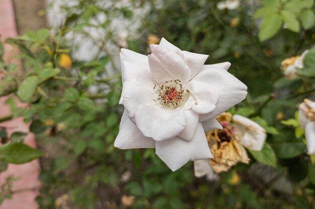 Gros plan d'une belle fleur rose dans le jardin