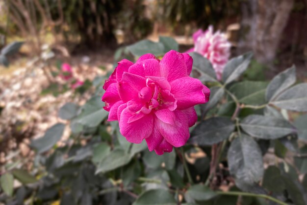 Gros plan d'une belle fleur rose dans le jardin