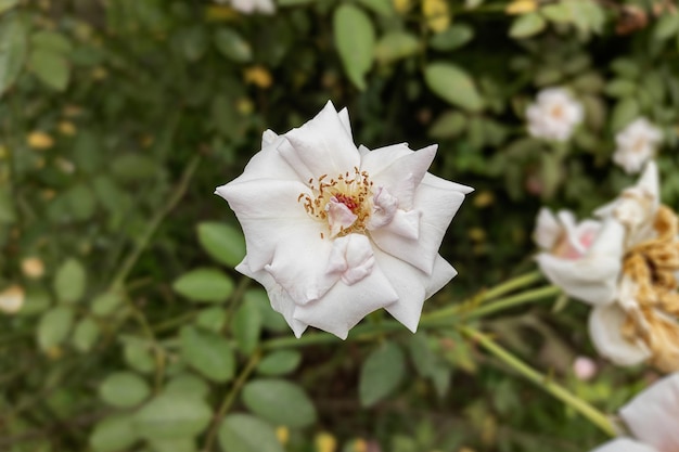 Gros plan d'une belle fleur rose dans le jardin