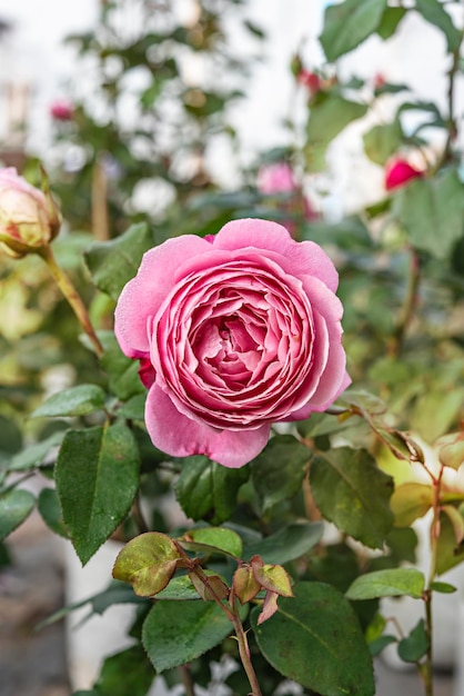 Gros plan d'une belle fleur rose rose fraîche dans un jardin verdoyant