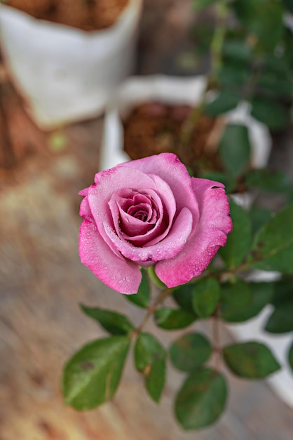 Photo gros plan d'une belle fleur rose rose fraîche dans un jardin verdoyant