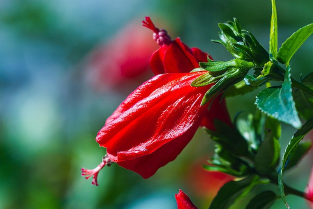 Gros plan belle fleur rouge fraîche sur fond d'herbe verte pousse dans une vue de dessus de jardin à la maison Fleurs de jardin en fleurs