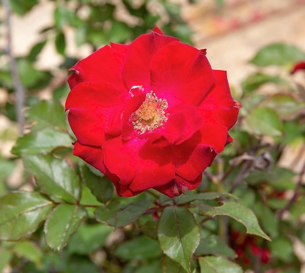 Gros plan de belle fleur rouge. La partie centrale du bourgeon rouge. Étamine et pistils d'une fleur