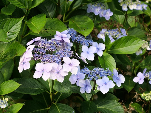 Gros plan de la belle hortensia serrata