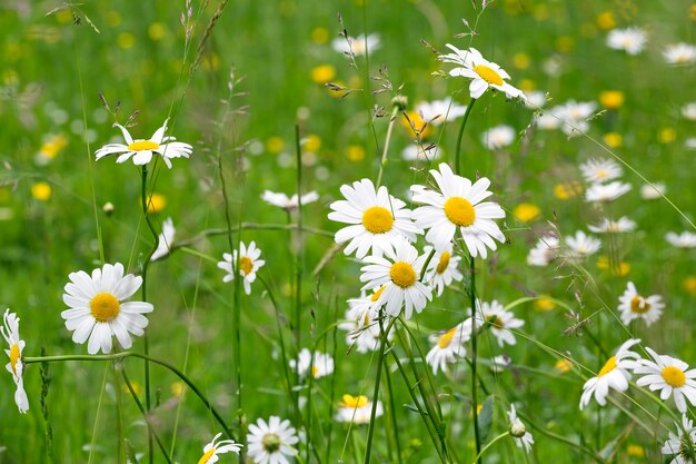 Gros plan de belle marguerite blanche