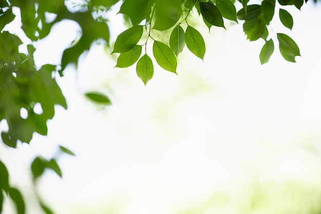 Gros plan de la belle nature vue feuille verte sur fond de verdure floue sous la lumière du soleil avec bokeh et espace copie en utilisant comme arrière-plan paysage de plantes naturelles, concept de papier peint écologie.