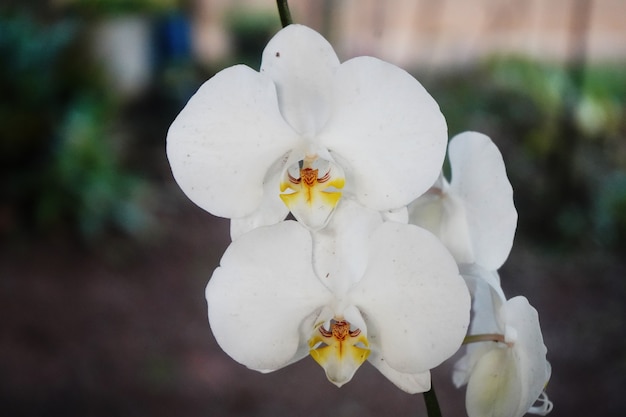 gros plan d'une belle orchidée blanche dans le jardin