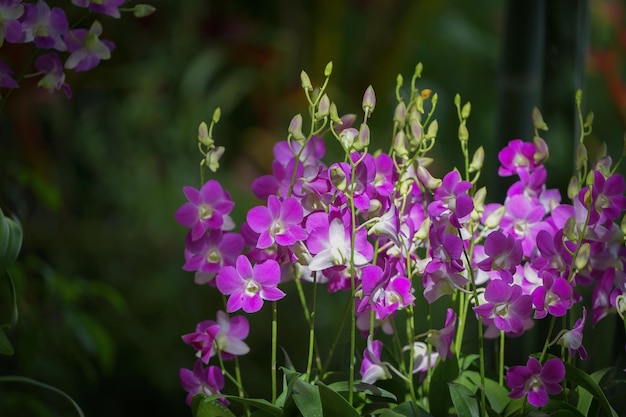 Gros plan sur une belle orchidée pourpre dans le jardin