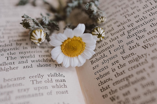 gros plan de la belle petite fleur de printemps marguerite camomille sur le fond du vieux livre