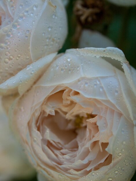 Gros plan d'une belle rose dans le jardin.