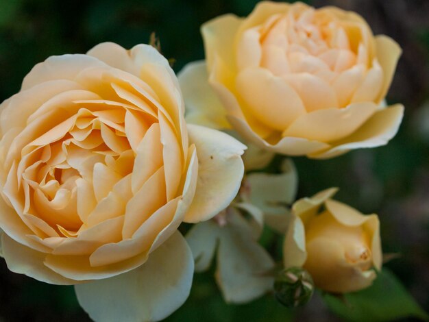 Gros plan d'une belle rose dans le jardin.