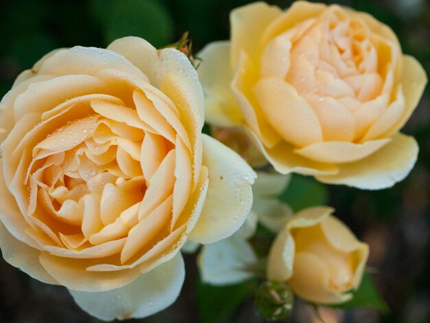 Gros plan d'une belle rose dans le jardin.