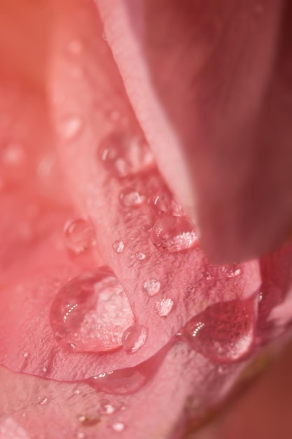 Gros plan d'une belle rose fraîche et de rosée, photo macro extrême avec une profondeur de champ douce et très peu profonde.