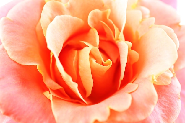 Gros plan de belle rose orange