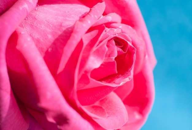 Gros plan d'une belle rose rose sur fond bleu clair avec rosée sur les pétales