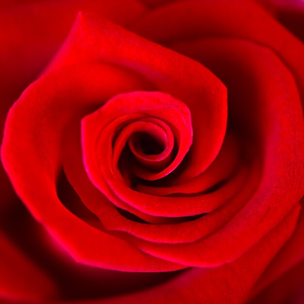 Gros plan d&#39;une belle rose rouge