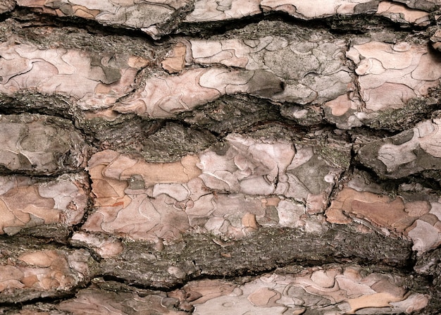 Gros plan sur la belle texture de l'écorce des arbres