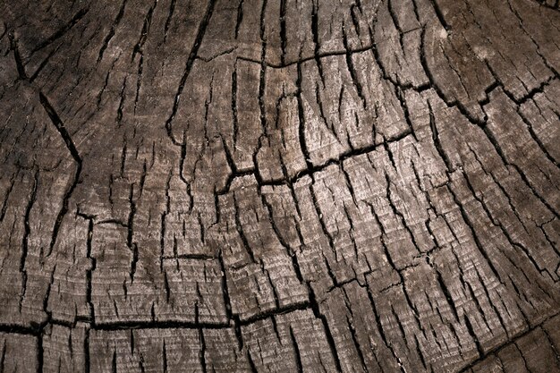 Gros plan sur la belle texture de l'écorce des arbres