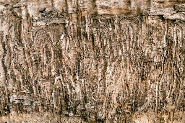 Photo gros plan sur la belle texture de l'écorce des arbres