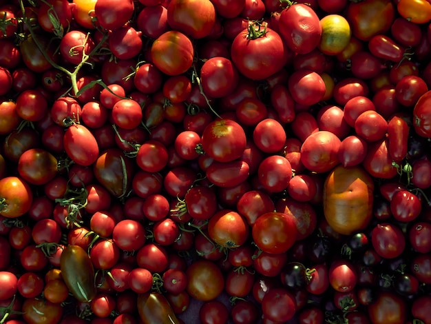 Gros plan sur la belle avec des tomates rouges mûres