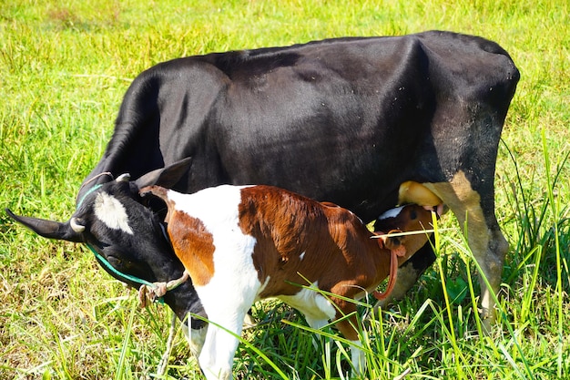 Photo un gros plan d'une belle vache noire en bonne santé qui allaite son veau un bébé de vache mignon suce du lait