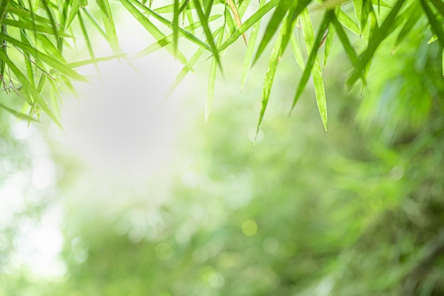 Gros plan belle vue sur la nature feuille de bambou vert sur fond flou de verdure avec la lumière du soleil et l'espace de copie.