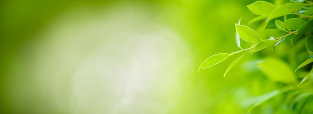 Photo gros plan d'une belle vue sur la nature feuille verte sur fond de verdure floue dans le jardin avec espace de copie en utilisant comme concept de page de garde d'arrière-plan