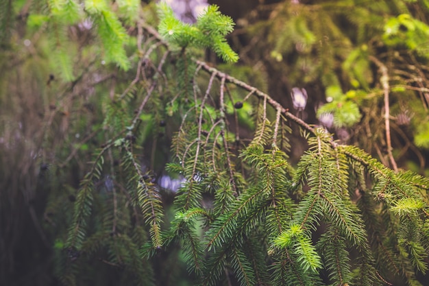 Gros plan sur de belles branches d'épinette verte avec des cônes en croissance