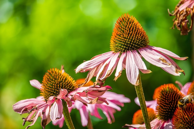 Gros plan de belles échinacées roses