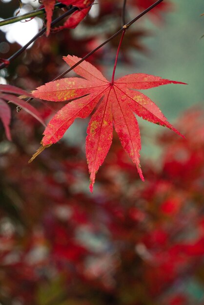 Gros plan de belles feuilles d'érable en journée ensoleillée d'automne à Taiwan sans espace de copie de personnes.