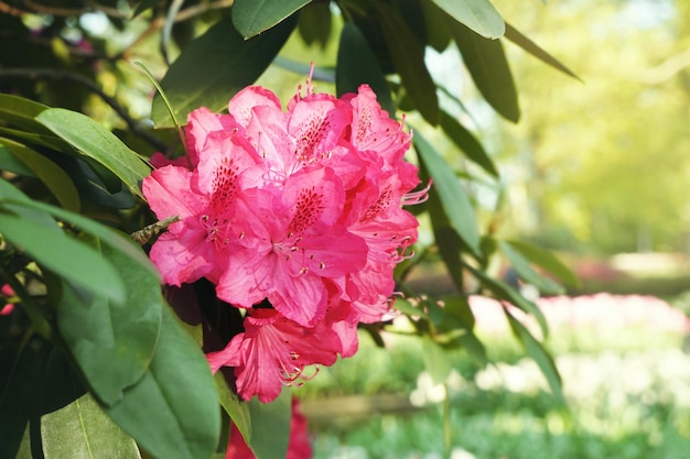 Gros plan de belles fleurs d'azalée en fleurs