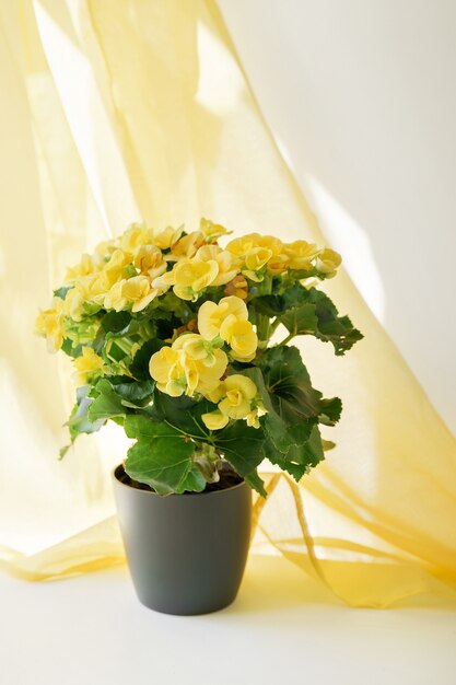 Gros plan de belles fleurs de bégonia jaune en pot gris