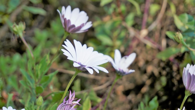 Gros plan de belles fleurs blanches de Dimorphotheca pluvialis également connu sous le nom de Cape rain daisy marigold Météo prophète White Namaqualand daisy etc.