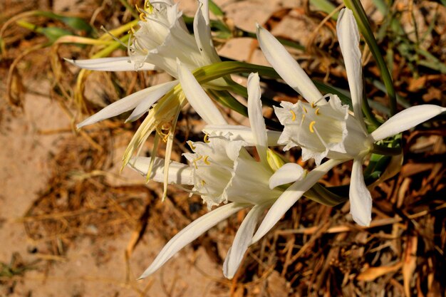 Photo un gros plan des belles fleurs blanches du pancratium maritimum