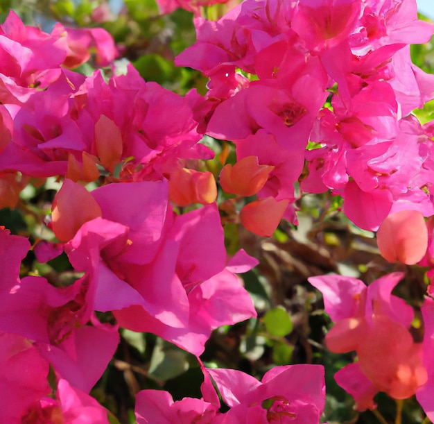 Gros plan de belles fleurs de bougainvilliers roses avec des feuilles vertes